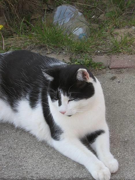 Blanding af racer Bassedrengen - Bassedrengen Maj 2006 billede 9