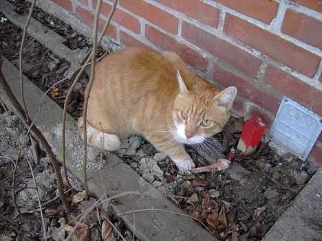 Huskat Benjamin - 21 Marts. Han havde lige fundet et Kyllinge ben fra vores skralde spand.. (: billede 12