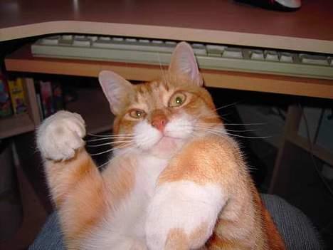 Huskat Benjamin - 21 Marst.. er han ikke bare søød.? (: billede 13