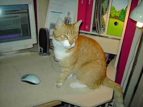 Huskat Benjamin - 21 Marts.. Hvem kalder på mig.? billede 14