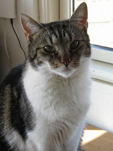 Blanding af racer Miv - Min fine lille Miv billede 1