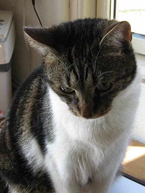 Blanding af racer Miv - Miv Søndag 2 April 2006 billede 2