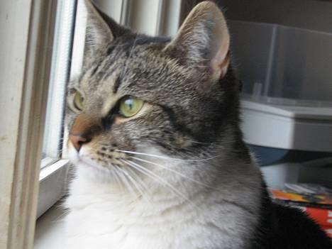 Blanding af racer Miv - Endnu et billede af Miv 28 Marts 2006 billede 3