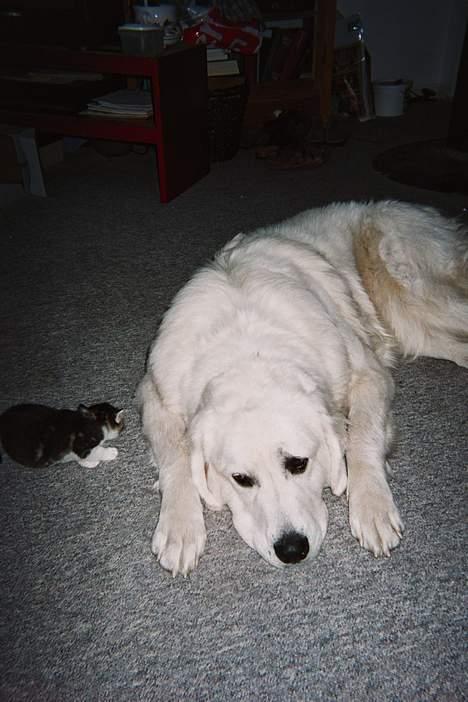 Blanding af racer Miv - Her er jeg kun en lille mis men Athene ser nu ikke helt tryg ud ved situationen billede 4