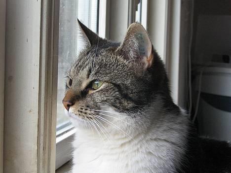 Blanding af racer Miv - Sidder lige og kigger ud ad vinduet billede 5