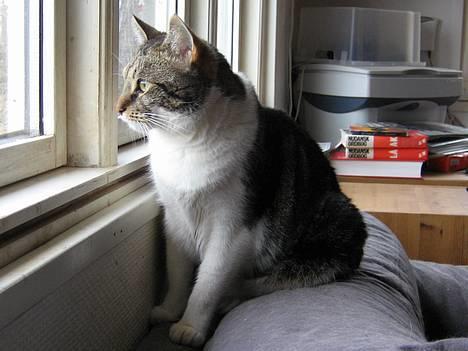 Blanding af racer Miv - Her er jeg i hel figur he he billede 6