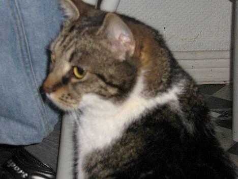 Blanding af racer Miv - Søndag d 2 April 2006 billede 7