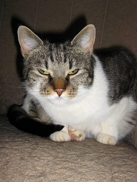 Blanding af racer Miv - ja ja tag nu bare det billede så vi kan komme videre billede 8