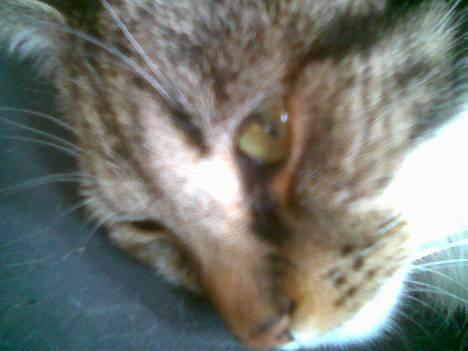 Blanding af racer Miv - Her er jeg da rigtig kær ik´??? billede 9