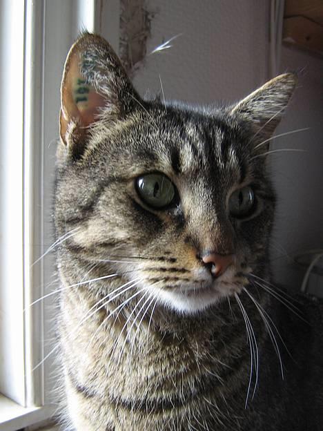 Blanding af racer Labanski - Min smukke Labanski 4 April 2006 billede 1