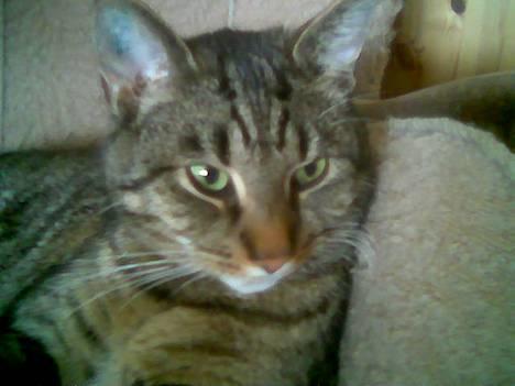 Blanding af racer Labanski - Ih hvor er her dejligt varmt ved ovnen billede 2