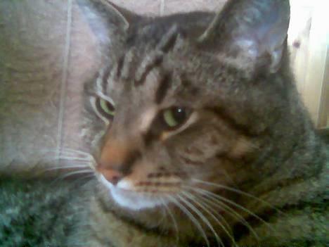 Blanding af racer Labanski - Kan du blive ved med de billeder? billede 3