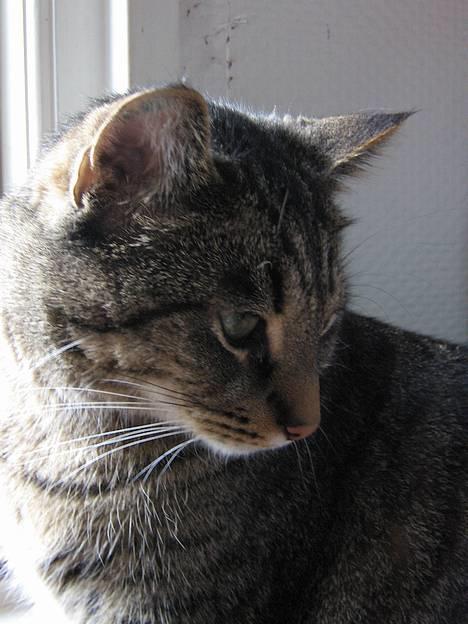 Blanding af racer Labanski - Labanski billede 8