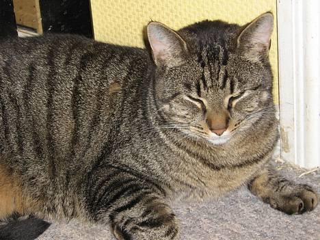 Blanding af racer Labanski - Her er jeg! billede 9