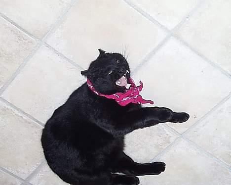 Huskat Oliver - gab.. billede 1