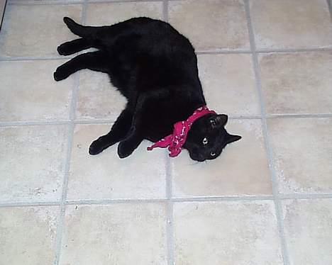 Huskat Oliver - der er dejlig varmt på bryggers gulvet.. billede 2