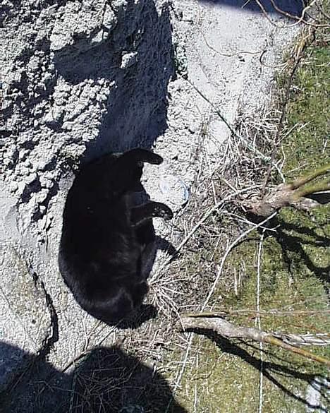 Huskat Oliver - ligger og soler sig i en bunke sand billede 3