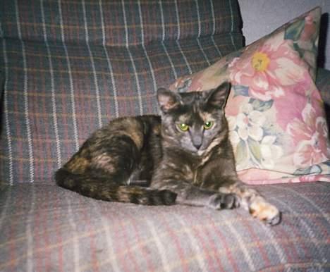 Blanding af racer Jasmin billede 1