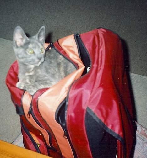 Blanding af racer Jasmin - Jasmin i min skoletaske.... - ja... hva ka man si? billede 2