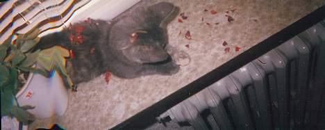 Blanding af racer Jasmin - Weeee - blomsterblade =D billede 3