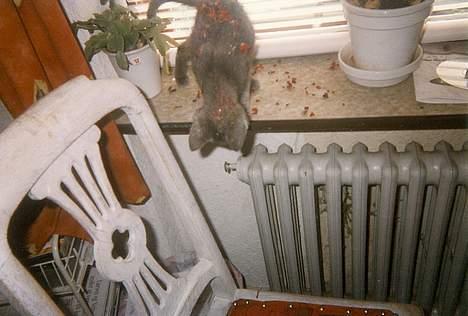 Blanding af racer Jasmin billede 4