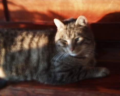 Huskat Oskar billede 1