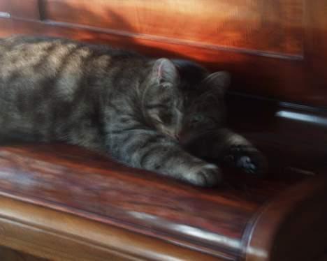 Huskat Oskar billede 2