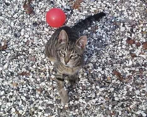 Huskat Oskar billede 3