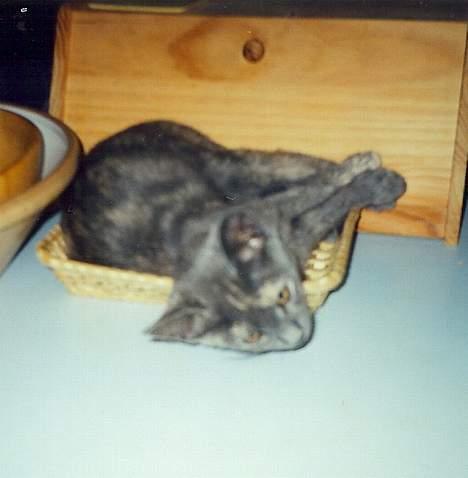 Blanding af racer Jasmin - Jasmin i en brødkurv.... spørg mig ikke hvorfor?? billede 6