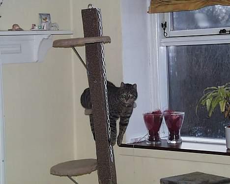 Huskat Oskar billede 4