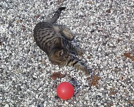 Huskat Oskar billede 5