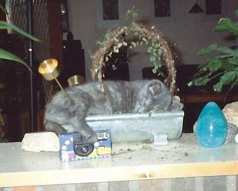 Blanding af racer Jasmin - Og her i en blomst...? billede 7