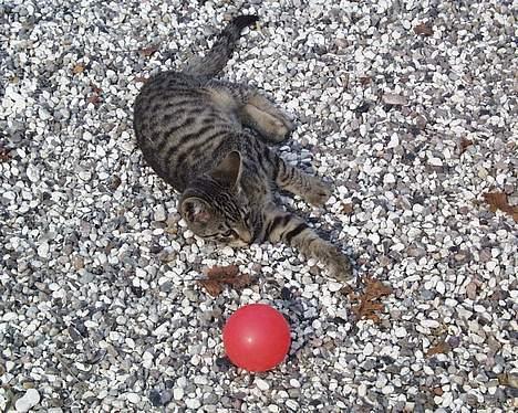 Huskat Oskar billede 6