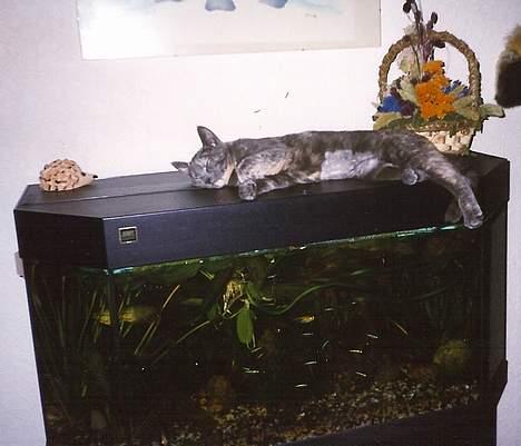 Blanding af racer Jasmin - arhhhhh - et dejlig varmt akvarie.... billede 8