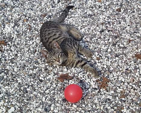 Huskat Oskar billede 7