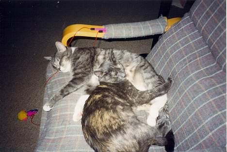 Blanding af racer Jasmin - Nala og Jasmin putter =D billede 9