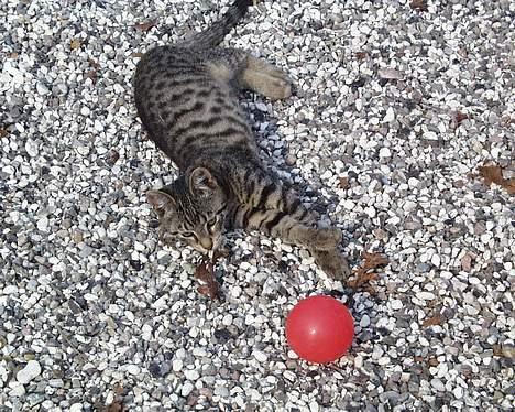 Huskat Oskar billede 8