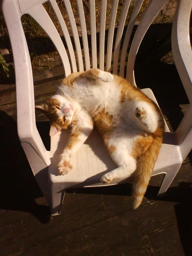 Blanding af racer Filur - Solen er dejlig varm:) æææhhhh billede 7