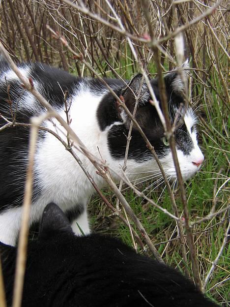 Blanding af racer Bassedrengen - Bassedrengen April 2006 billede 10