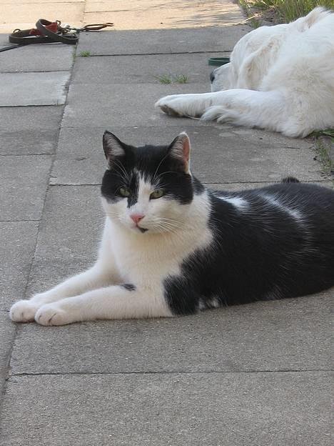 Blanding af racer Bassedrengen - Har lige fundet mig en plads i skyggen 12 Maj 2006 billede 11