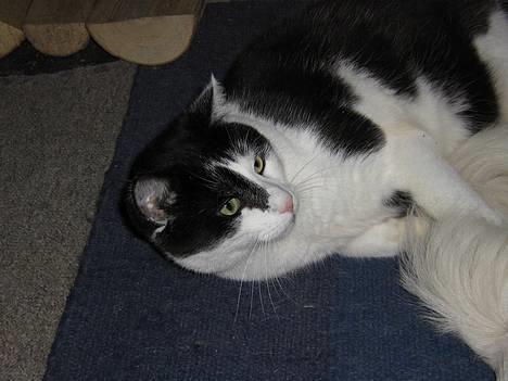 Blanding af racer Bassedrengen - Åh jeg ligger så trygt og godt her hos en af de store hvide 2006 billede 12