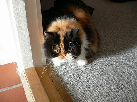 Perser Pjuske - Hva sker der ude i køkkennet  billede 6