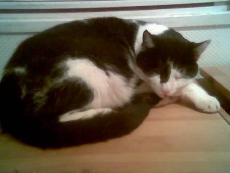 Blanding af racer Bassedrengen - Maj 2006 billede 13