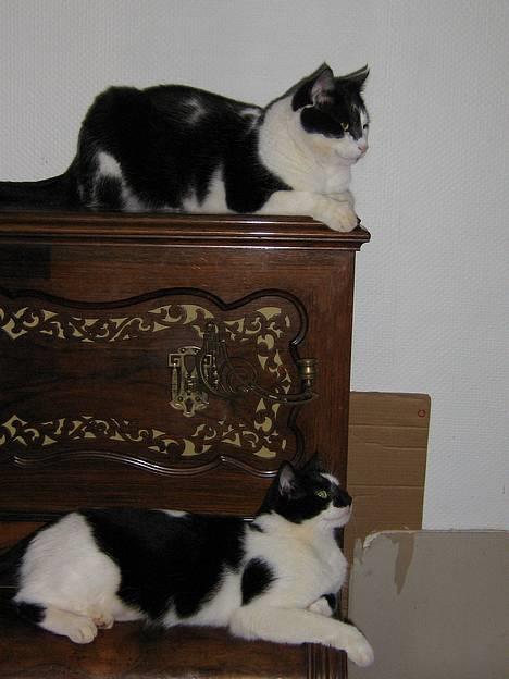 Blanding af racer Bassedrengen - Piano - kongen og Dronningen Bassedrengen og Quinita 1 April 2006 billede 14