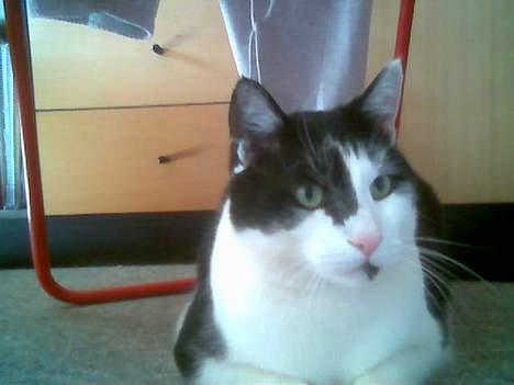 Blanding af racer Bassedrengen - Her ligger jeg også godt! April 2006 billede 15