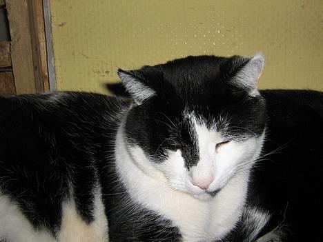 Blanding af racer Bassedrengen - Et sjældent billede af Bassedrengen i profil April 2006 billede 16