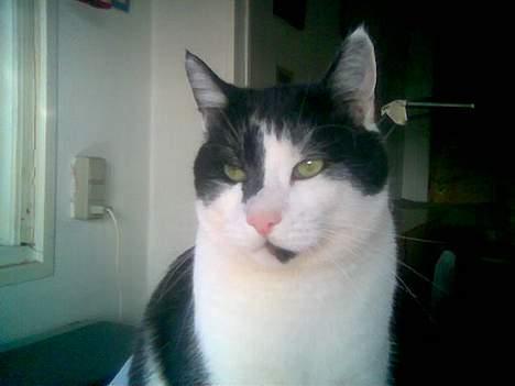 Blanding af racer Bassedrengen - Se min fine lyserøde snude! April 2006 billede 17