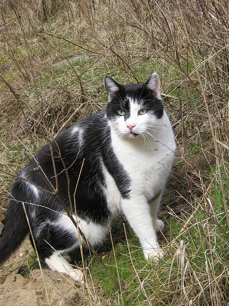 Blanding af racer Bassedrengen - Her er jeg ude i vores nye løbegård som stadig ikke er færdig, men den blir go billede 18