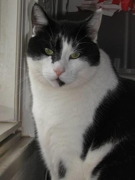 Blanding af racer Bassedrengen - Smukke, smukke mig Søndag d 9 April 2006 billede 19