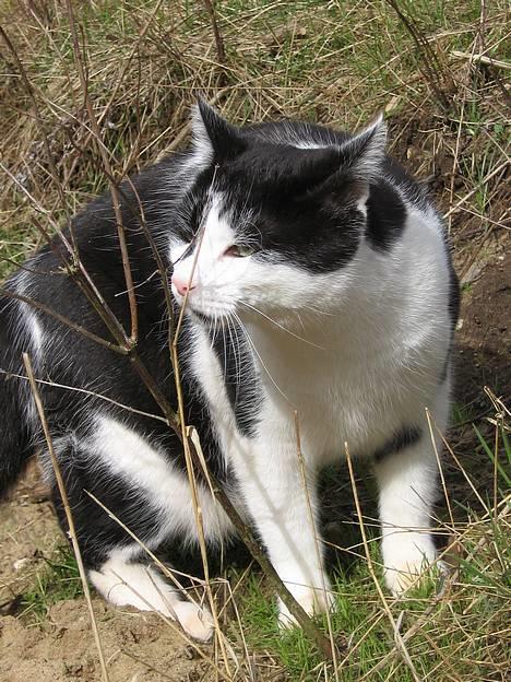 Blanding af racer Bassedrengen - Bassedrengen lørdag d 15 April 2006 billede 20